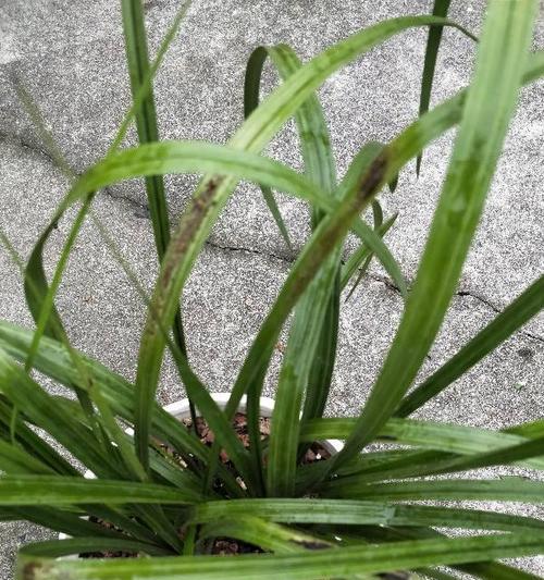 兰花叶片黑斑问题探究（黑斑形成原因及预防措施解析）-第1张图片-绿意生活
