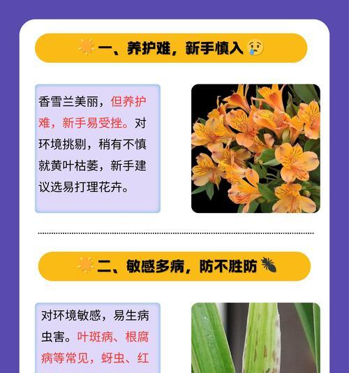 以香雪兰怎么养殖（打造花坛的最佳选择，香雪兰养殖知识大揭秘）-第1张图片-绿意生活