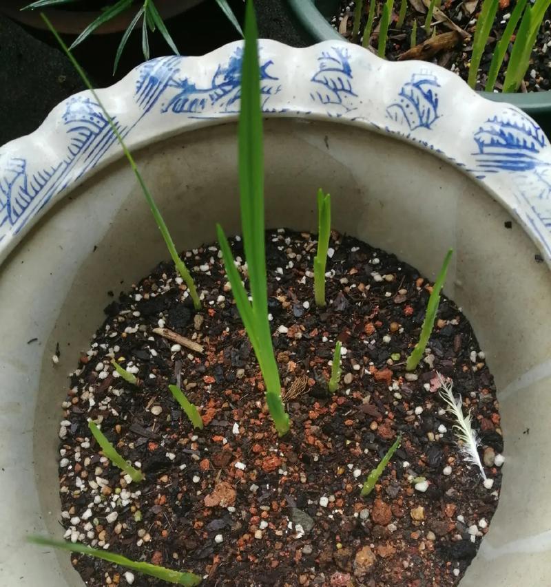 以香雪兰怎么养殖（打造花坛的最佳选择，香雪兰养殖知识大揭秘）-第2张图片-绿意生活