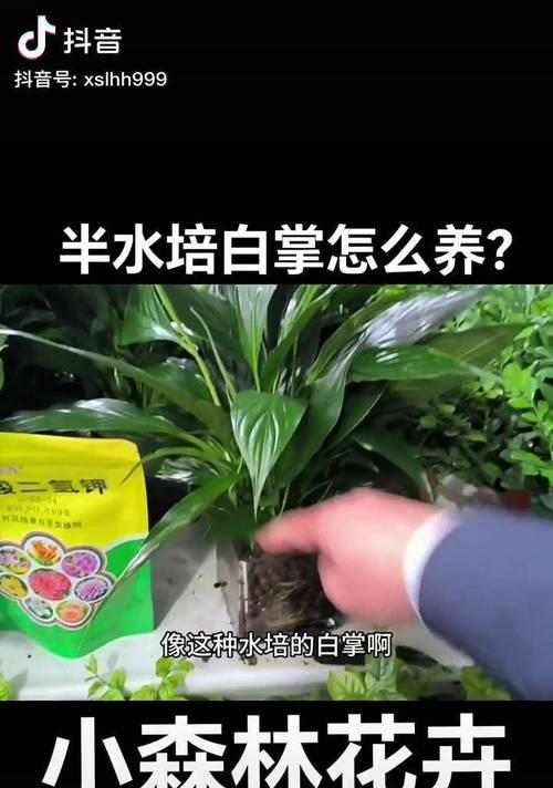 白掌水培定植指南（轻松掌握白掌水培技巧，打造绿意盎然的家居空间）-第1张图片-绿意生活
