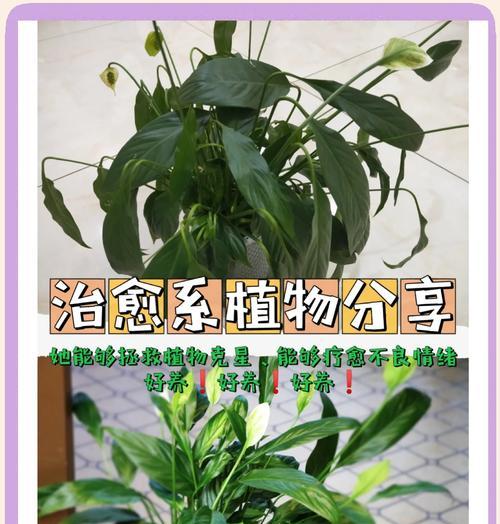 白掌水培定植指南（轻松掌握白掌水培技巧，打造绿意盎然的家居空间）-第2张图片-绿意生活