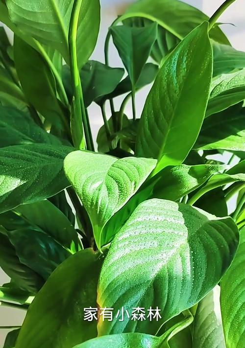白掌水培定植指南（轻松掌握白掌水培技巧，打造绿意盎然的家居空间）-第3张图片-绿意生活