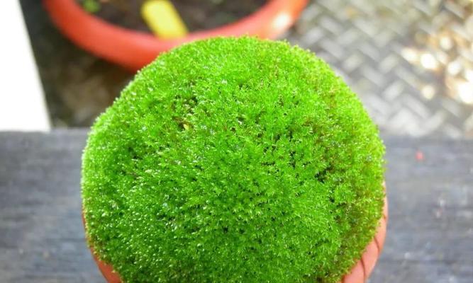 青苔养护全攻略——打造迷人盆景（从喷水到调湿，青苔养护技巧大揭秘）-第3张图片-绿意生活