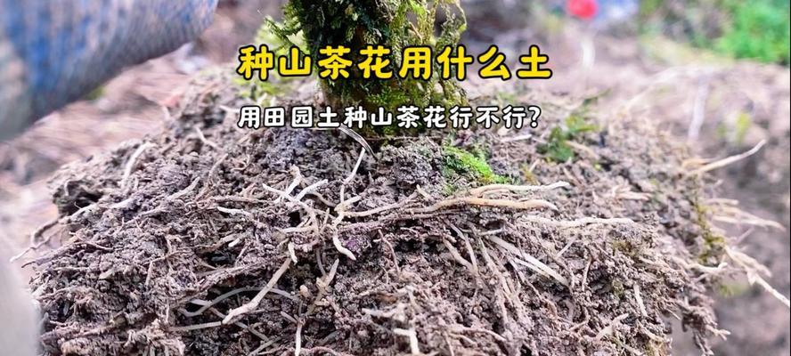 山茶花的种植与养护（山茶花的种植技巧和常见问题解答）-第1张图片-绿意生活