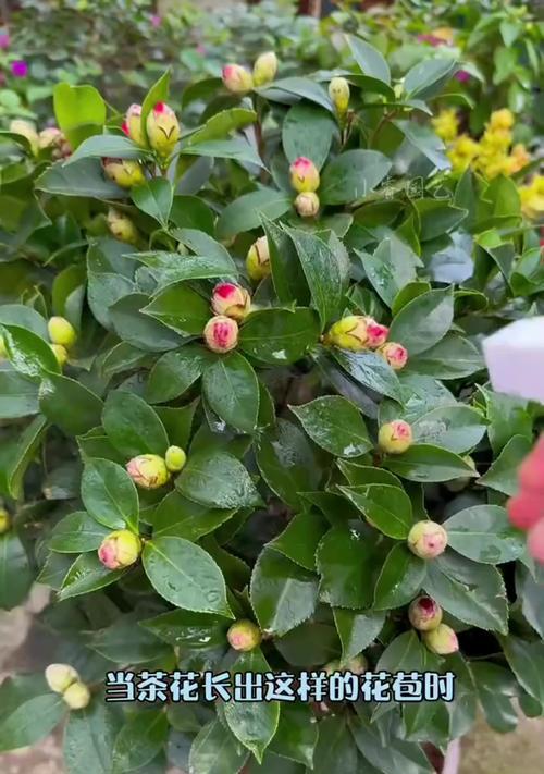 山茶花的种植与养护（山茶花的种植技巧和常见问题解答）-第2张图片-绿意生活