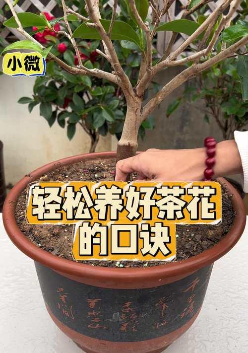 山茶花的种植与养护（山茶花的种植技巧和常见问题解答）-第3张图片-绿意生活