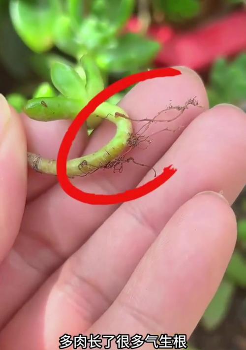 多肉软弱无力，问题出在哪里？（揭开多肉软弱的神秘面纱，保养不当才是真凶！）-第2张图片-绿意生活