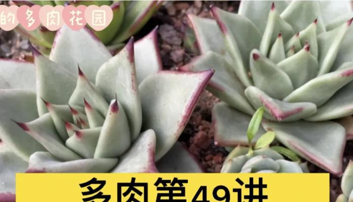 多肉软弱无力，问题出在哪里？（揭开多肉软弱的神秘面纱，保养不当才是真凶！）-第3张图片-绿意生活