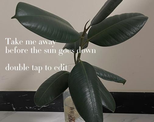 如何养护橡皮树，打造绿色阳光空间（喜欢阳光的橡皮树养护指南）-第1张图片-绿意生活