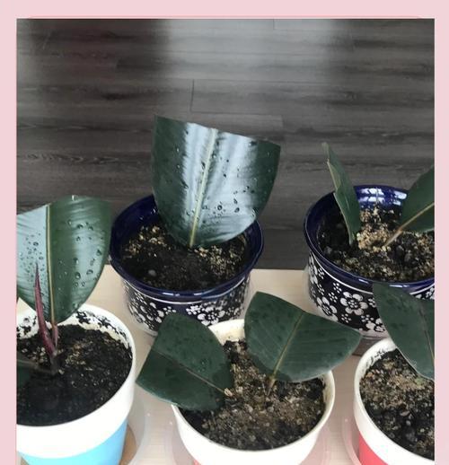 如何养护橡皮树，打造绿色阳光空间（喜欢阳光的橡皮树养护指南）-第2张图片-绿意生活