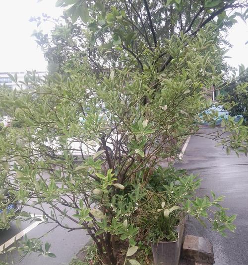 金桔叶子耷拉着，如何处理？（抢救措施与预防方法）-第1张图片-绿意生活