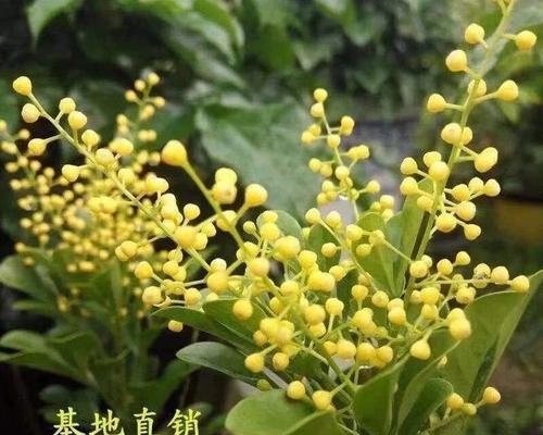 如何养护小米兰，让其生机盎然（小米兰养护要点和技巧，让你成为专业养花达人）-第3张图片-绿意生活