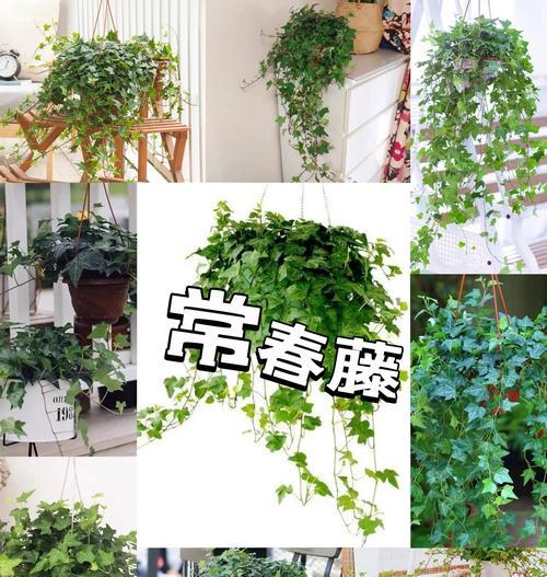 常春藤的垂吊之美（挺拔而优雅，常春藤垂吊的独特魅力）-第1张图片-绿意生活