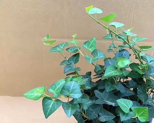 常春藤的垂吊之美（挺拔而优雅，常春藤垂吊的独特魅力）-第2张图片-绿意生活