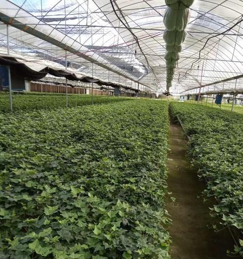 常春藤的垂吊之美（挺拔而优雅，常春藤垂吊的独特魅力）-第3张图片-绿意生活