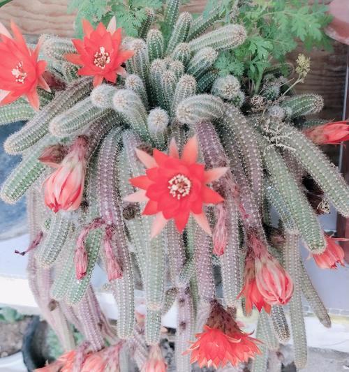 探秘仙人棒的种植技巧（种植仙人棒，打造独特家居空间）-第1张图片-绿意生活