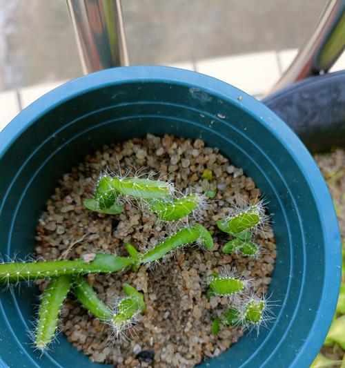 探秘仙人棒的种植技巧（种植仙人棒，打造独特家居空间）-第2张图片-绿意生活