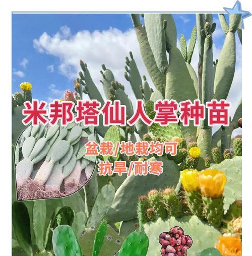 探秘仙人棒的种植技巧（种植仙人棒，打造独特家居空间）-第3张图片-绿意生活