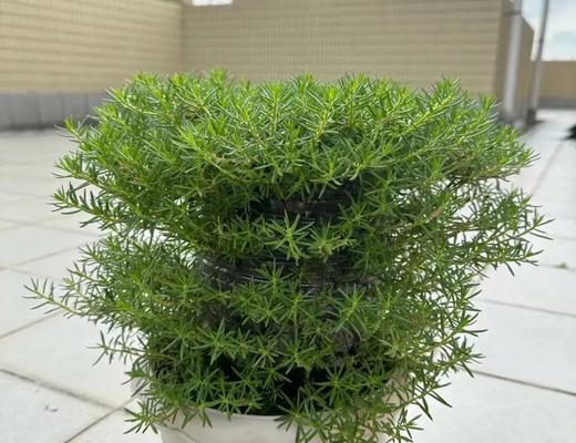 认识太阳花——一种美丽的多肉植物（探究太阳花的特点和养护方法）-第1张图片-绿意生活