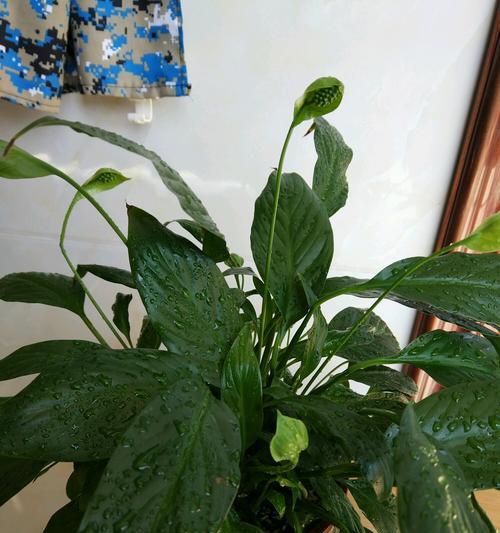 白掌秋天施肥的技巧（科学合理的施肥方法让白掌秋天茁壮生长）-第3张图片-绿意生活