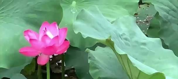 荷花的叶子生长过程（荷花叶子的形态与发展及其关键因素）-第1张图片-绿意生活