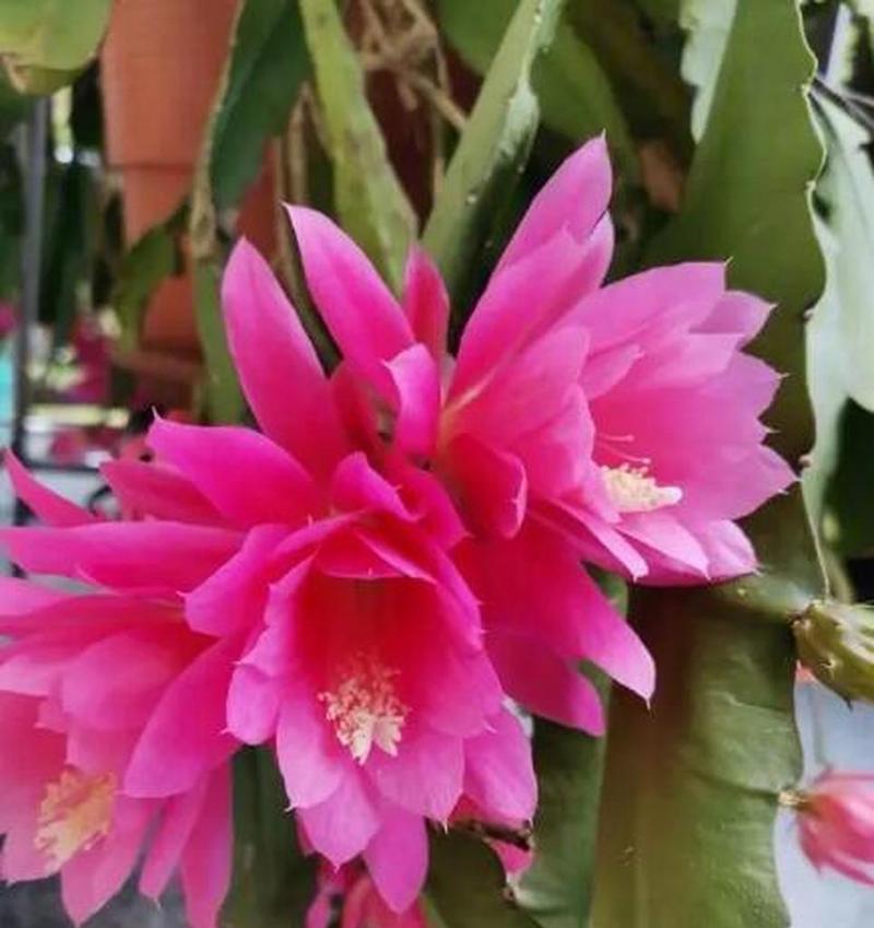 荷花的叶子生长过程（荷花叶子的形态与发展及其关键因素）-第2张图片-绿意生活