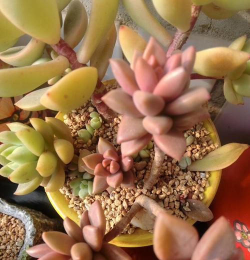 掌握多肉黄丽养肥的秘诀（打造肥美多肉黄丽的养殖技巧与经验分享）-第1张图片-绿意生活