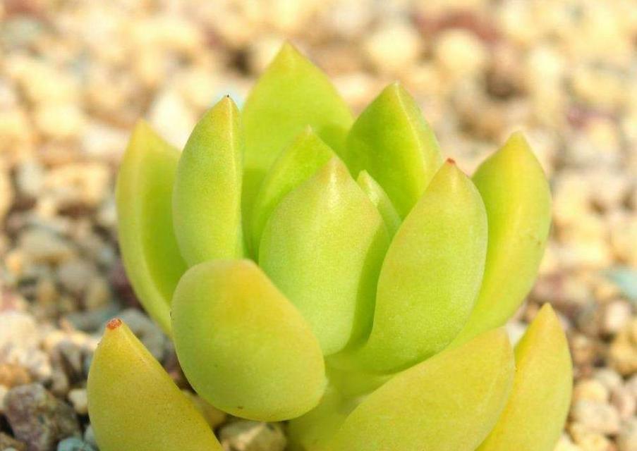 掌握多肉黄丽养肥的秘诀（打造肥美多肉黄丽的养殖技巧与经验分享）-第3张图片-绿意生活