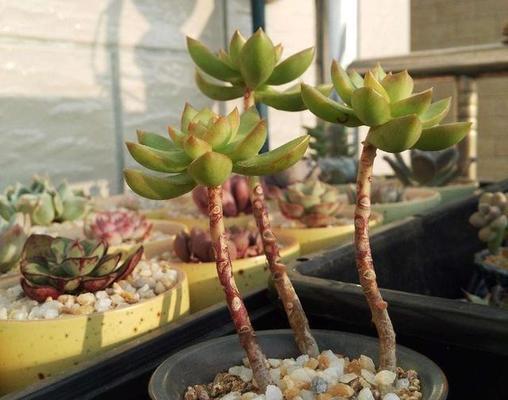 掌握多肉黄丽养肥的秘诀（打造肥美多肉黄丽的养殖技巧与经验分享）-第2张图片-绿意生活