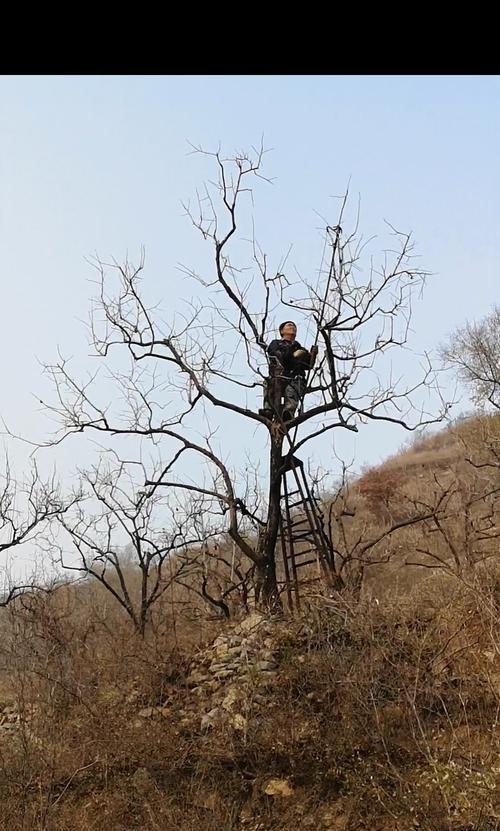 怎样繁殖和养护柿子树？（方法和注意事项）-第3张图片-绿意生活