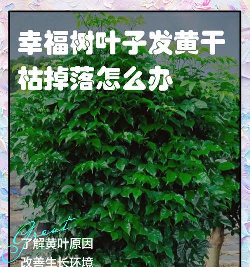 幸福树的护理之道（善待幸福树）-第3张图片-绿意生活