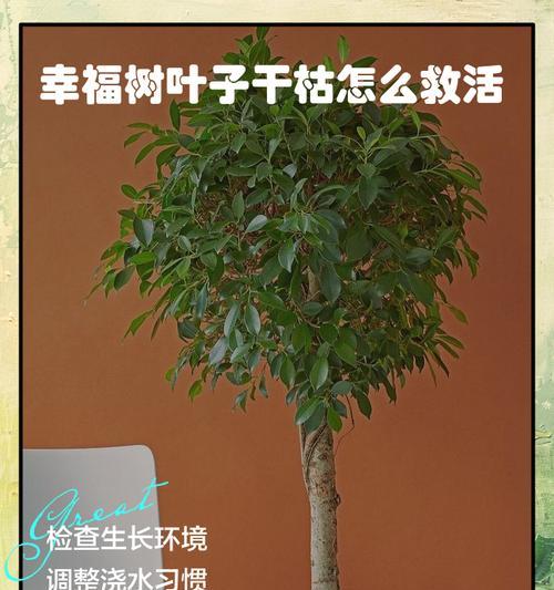 幸福树的护理之道（善待幸福树）-第2张图片-绿意生活