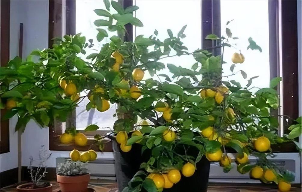 家里可以种柠檬树：如何在家中种植柠檬树？-第2张图片-绿意生活