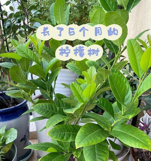 家里可以种柠檬树：如何在家中种植柠檬树？-第1张图片-绿意生活