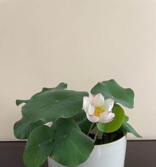 室内莲花养护指南（打造优美空间的关键是如何正确照料室内莲花）-第1张图片-绿意生活