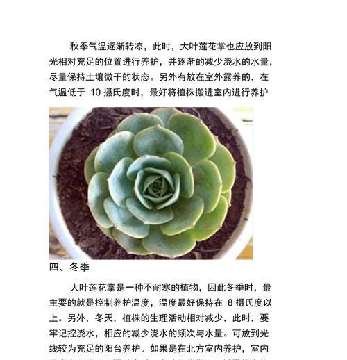 室内莲花养护指南（打造优美空间的关键是如何正确照料室内莲花）-第3张图片-绿意生活