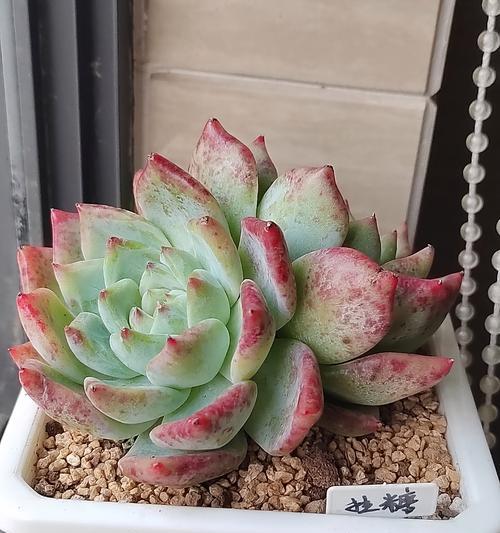 多肉小球牡丹（品鉴、养护与欣赏）-第2张图片-绿意生活