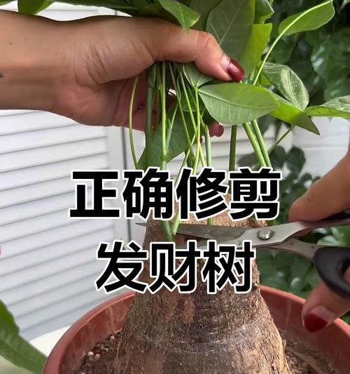 《四季发财树的正确剪枝方法》（轻松掌握四季发财树的修剪技巧）-第1张图片-绿意生活
