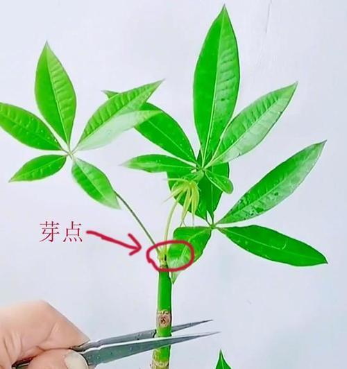 《四季发财树的正确剪枝方法》（轻松掌握四季发财树的修剪技巧）-第2张图片-绿意生活