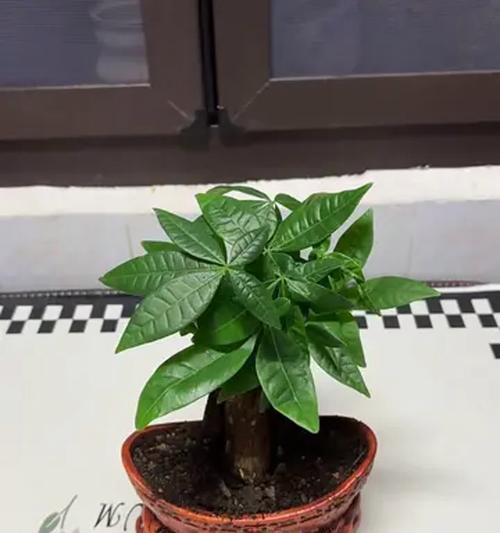《四季发财树的正确剪枝方法》（轻松掌握四季发财树的修剪技巧）-第3张图片-绿意生活