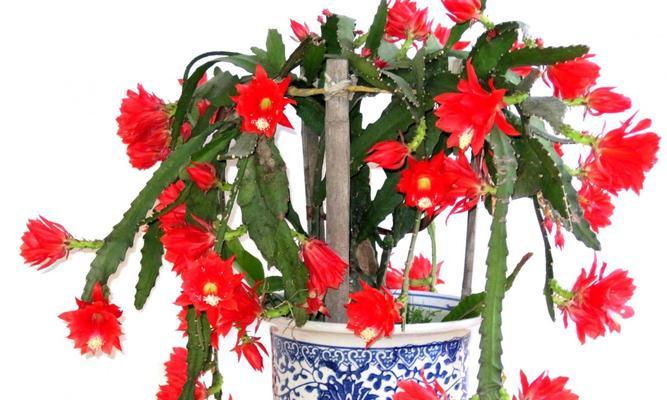 令箭荷花不开花的原因（探究令箭荷花不开花的关键因素）-第1张图片-绿意生活