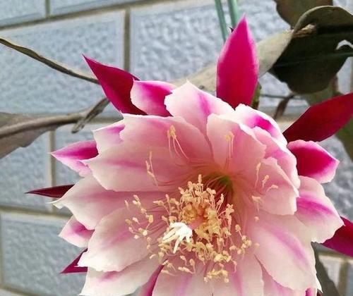 令箭荷花不开花的原因（探究令箭荷花不开花的关键因素）-第2张图片-绿意生活