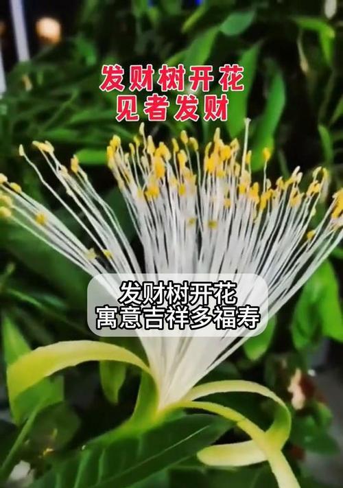 发财树开花的奇迹（探秘发财树开花的神秘魅力）-第1张图片-绿意生活