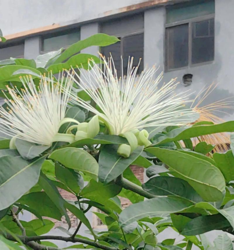 发财树开花的奇迹（探秘发财树开花的神秘魅力）-第2张图片-绿意生活
