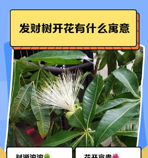 发财树开花的奇迹（探秘发财树开花的神秘魅力）-第3张图片-绿意生活