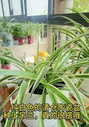 吊兰之美——白色花的外形描写（以吊兰开白色花为例，探寻白色花朵的妙处）-第1张图片-绿意生活