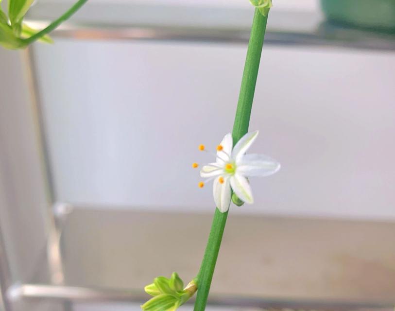 吊兰之美——白色花的外形描写（以吊兰开白色花为例，探寻白色花朵的妙处）-第2张图片-绿意生活