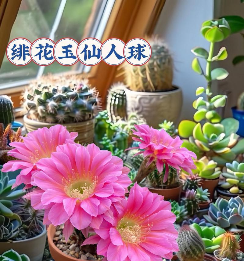 仙人球绯花玉的养护技巧（打造美丽宜人的仙人球绯花玉）-第3张图片-绿意生活