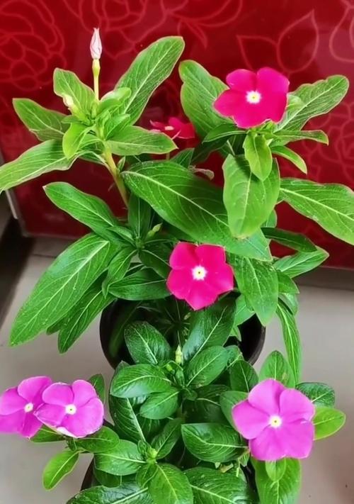长寿花开花有毒吗？室内养护技巧详解（长寿花的花和叶子是否有毒？如何在室内正确养护？）-第1张图片-绿意生活