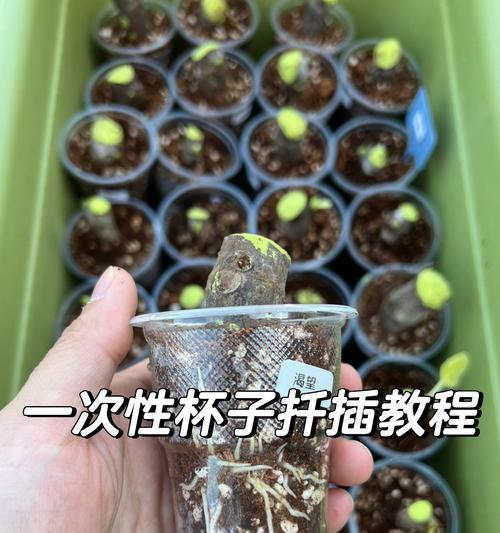 无花果盆栽的扦插方法（以无花果枝条扦插繁殖新苗）-第2张图片-绿意生活